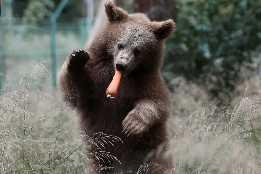 Türkiye'nin tek ayı barınağı Ovakorusu'nun maskotu oldular 5