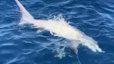 Çanakkale'de balıkçıların oltasına köpek balığı takıldı