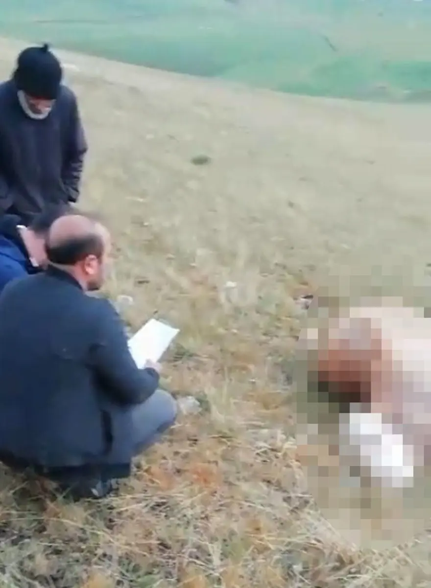 Kars'ta şiddetli yağış! Sürüye yıldırım düştü, 10 büyükbaş öldü 5