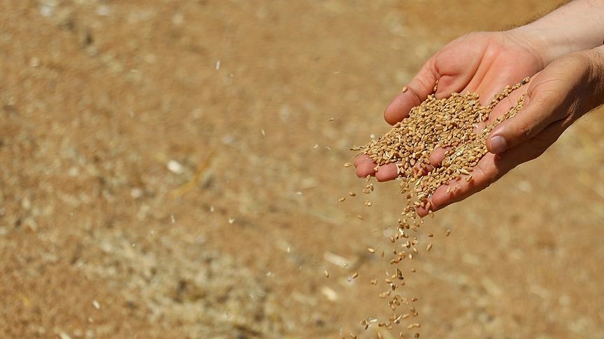 Uzmanlardan buğday krizi uyarısı: Kuraklık 'Türkiye'nin tahıl ambarı'nı vurdu