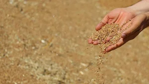 Uzmanlardan buğday krizi uyarısı: Kuraklık 'Türkiye'nin tahıl ambarı'nı vurdu Uzmanlardan buğday krizi uyarısı: Kuraklık 'Türkiye'nin tahıl ambarı'nı vurdu