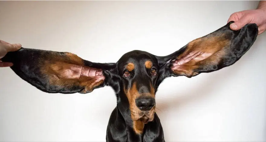DÜNYANIN EN UZUN KULAKLI KÖPEĞİ 6