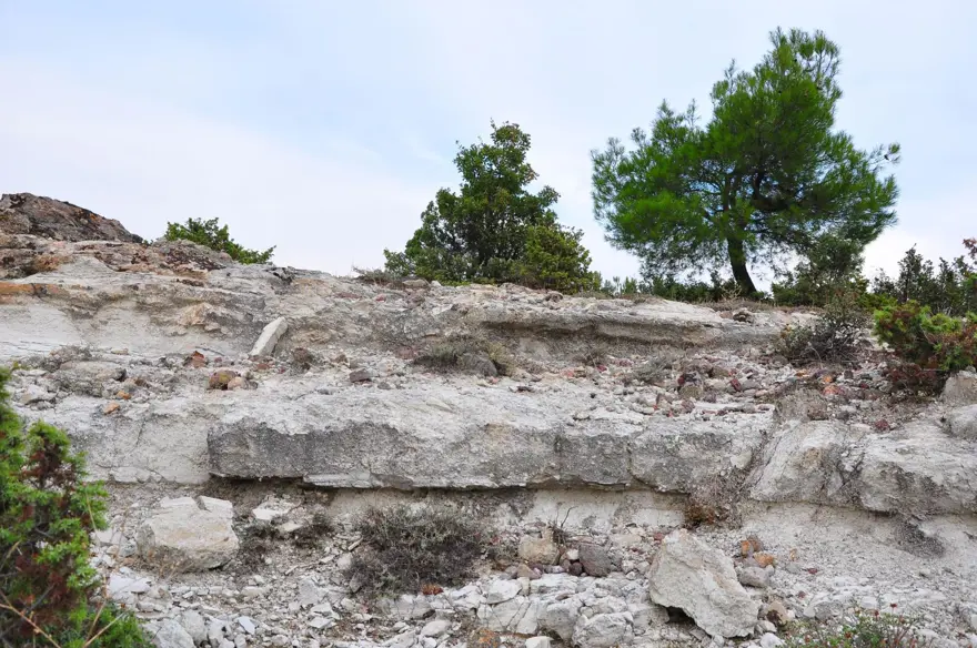 21 milyon yıllık fosil ağaç ormanı tehlikede 13