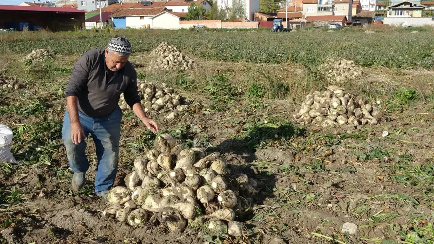 Söküm mesaisi başladı: Tarladan fabrikaya gönderiliyor 2