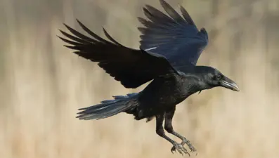 Tepki çeken "istilacı karga" önlemi: Zehirlenerek öldürülecekler