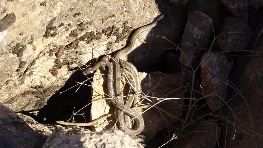 Yüksekova'da sürü halindeki yılanlar Brezilya'nın 'Yılan Adası'nı andırıyor 16