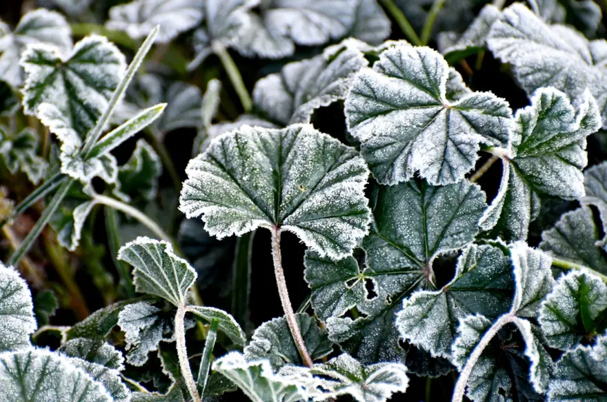 Hava buz kesti! Sıcaklık -3'e düştü, arabalar bembeyaz oldu 3 Hava buz kesti! Sıcaklık -3'e düştü, arabalar bembeyaz oldu 3