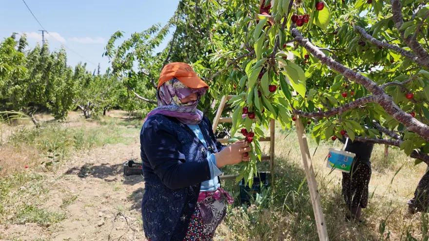 Hasat sabah saatlerinde başlıyor: Günlük 900 lira kazanıyorlar 1