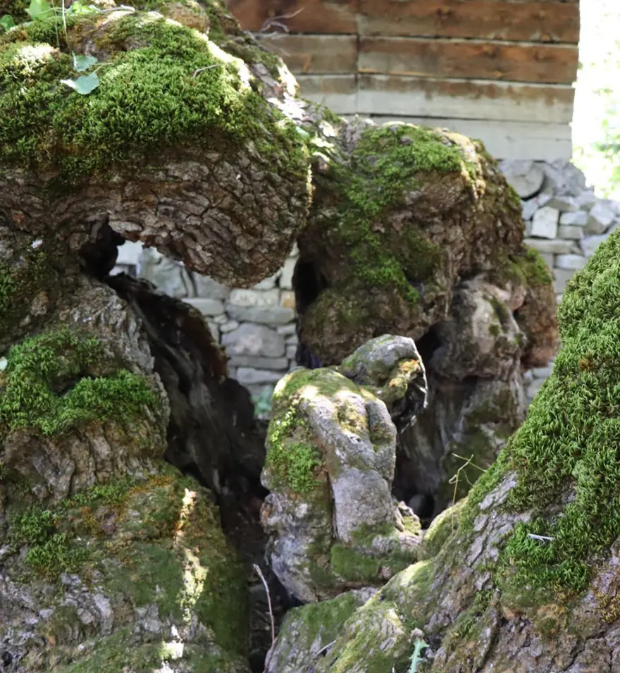 300 yıllık dut ağacında şaşırtan görüntü: Yere oturmuş ve başını eğmiş gibi 5