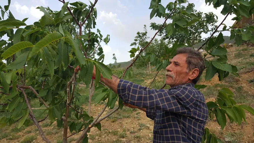 "Kurtlar Vadisi"ni ceviz fidanlarıyla yeşil vadiye dönüştürdü 