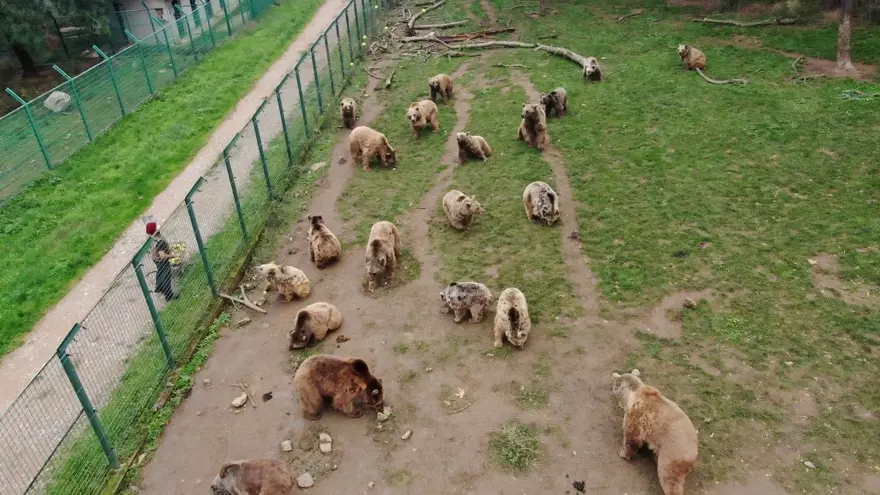 Türkiye'nin tek ayı barınağı Ovakorusu'nun maskotu oldular 35
