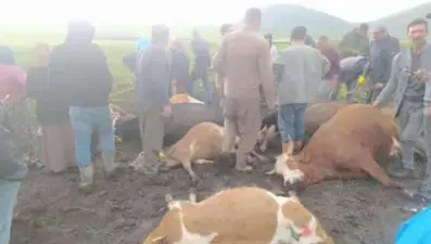 Kars'ta sürünün üzerine yıldırım düştü: 2 çoban yaralı, 10 hayvan telef oldu
