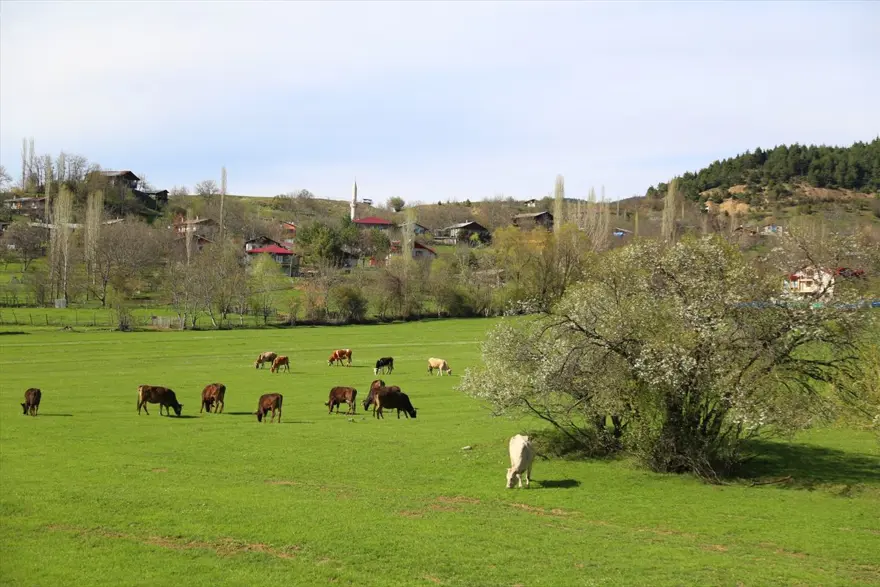 'Sakin şehir' Şavşat ilkbaharda bir başka güzel 8