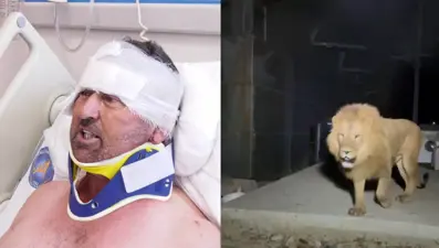 Antalya'da aslanın saldırdığı çiftçi taburcu edildi: "Hakkımı helal ederim"