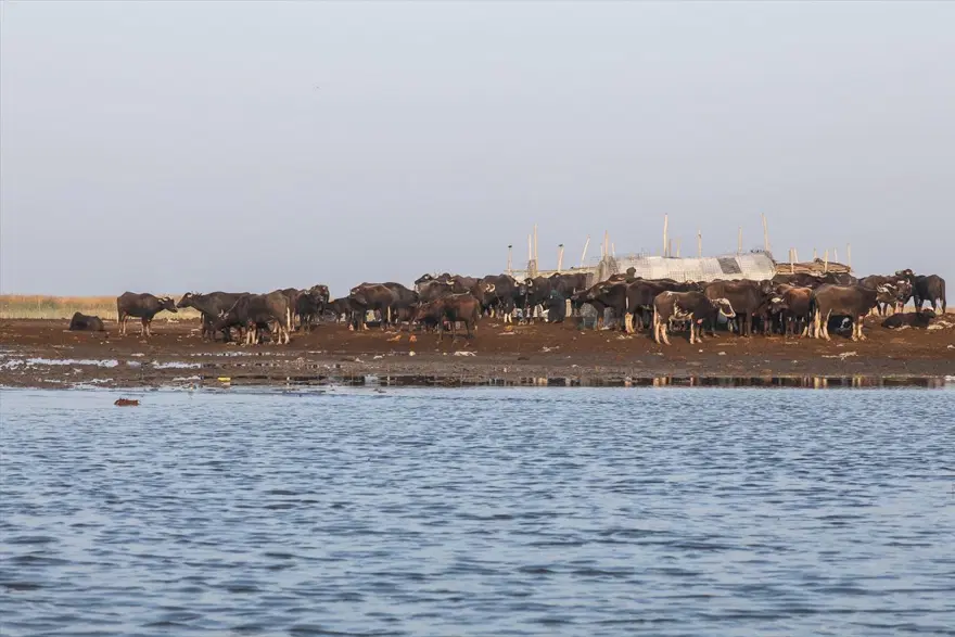 Mezopotamya'nın saklı güzelliği: Bataklıklar 16