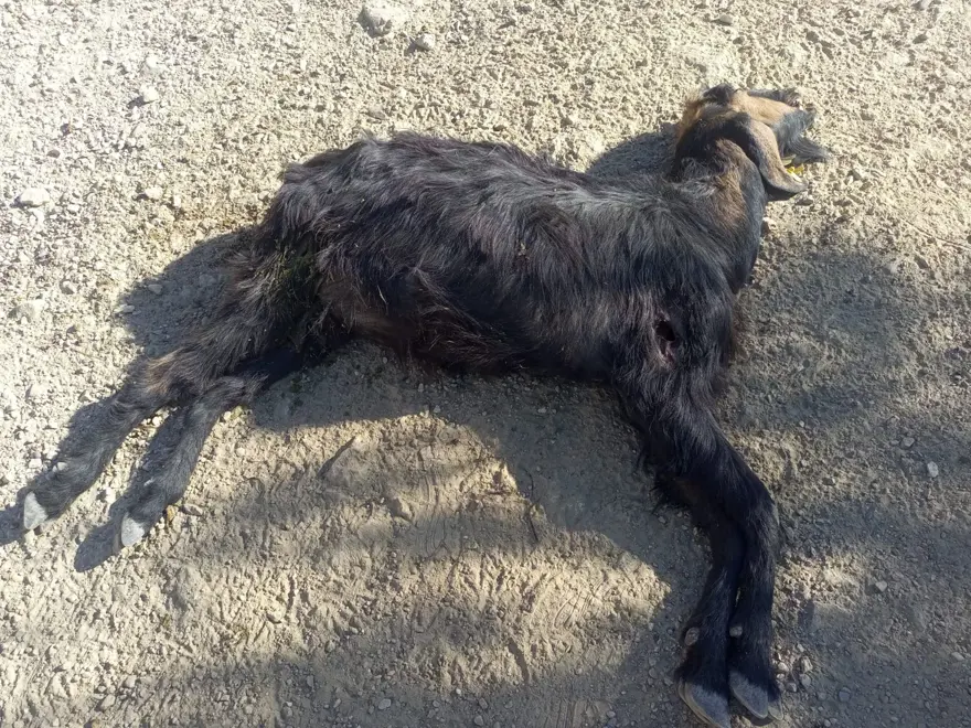 Denizli'de vahşet: 10 keçiyi kurşuna dizdiler 1 Denizli'de vahşet: 10 keçiyi kurşuna dizdiler 1