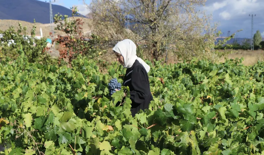 Şeker oranı düşük, tescilli lezzet: Sabahın ilk ışıklarında hasat mesaisi 1 Şeker oranı düşük, tescilli lezzet: Sabahın ilk ışıklarında hasat mesaisi 1