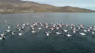 Erçek Gölü'nde flamingo bereketi