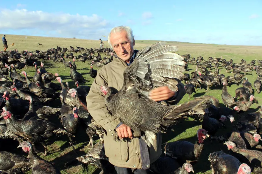 Yılbaşı hindileri satışa çıktı (Fiyatı kaç lira olacak?) 11