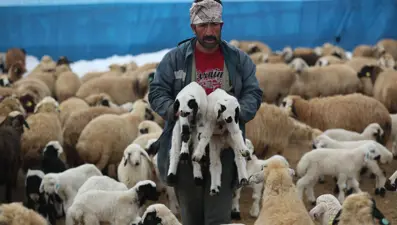 Erzincan'da besicilerin kuzu nöbeti: "Soğuk hava mesaimizi zorlaştırıyor"