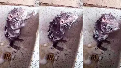 İnsan gibi 'duş alan' fare şaşkına çevirdi