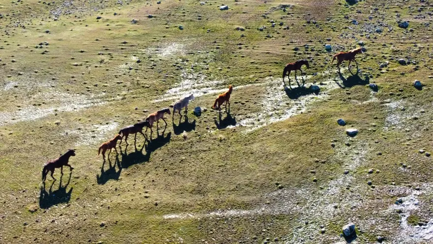 "ÖZGÜR ATLARI ARŞİVİMİZE EKLEDİĞİM İÇİN ÇOK MUTLUYUM" 3