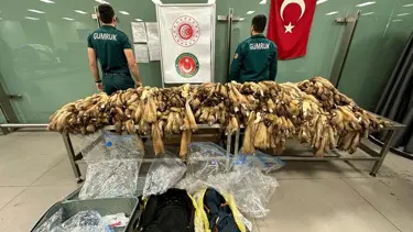 İstanbul Havalimanı’nda 1,5 milyon TL’lik samur postu ele geçirildi