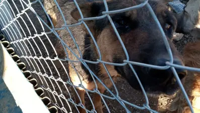 Köpeğe şiddet uygulayan kişiye gözaltı