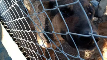 Köpeğe şiddet uygulayan kişiye gözaltı