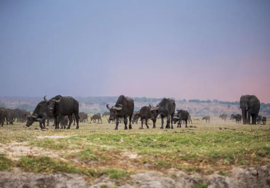 Afrika'nın fil cenneti: Chobe Ulusal Parkı 11