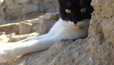 Kazı alanından çıkartılıp hayata döndürülen kedi: Mokali