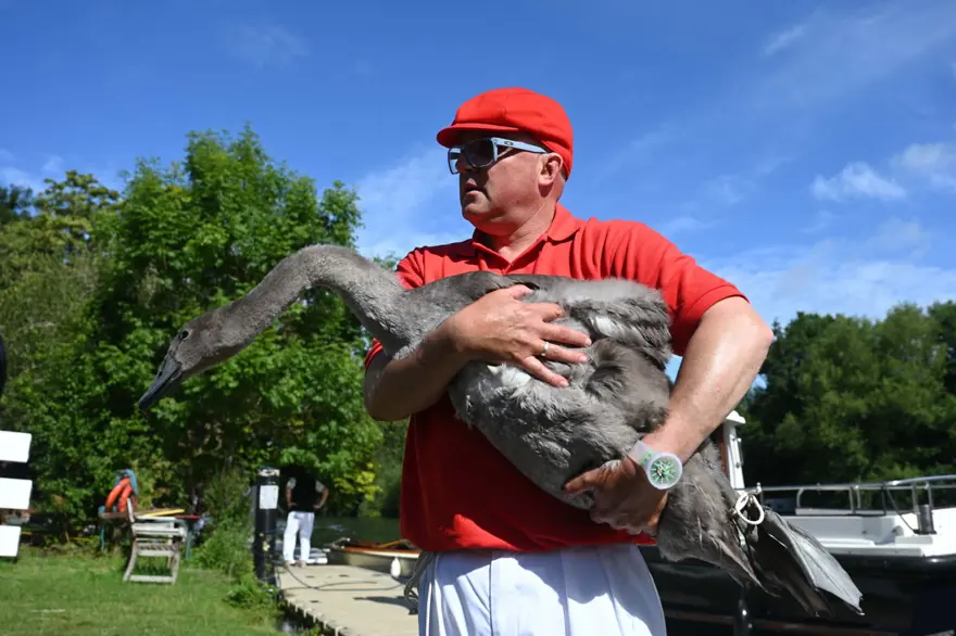 30 YILDIR KRALİÇE ELİZABETH'İN KUĞU İŞARETLEYİCİSİ 7