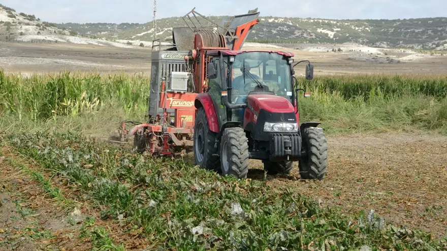 Söküm mesaisi başladı: Tarladan fabrikaya gönderiliyor 4