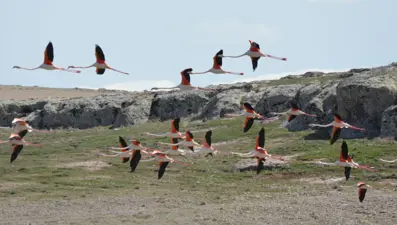 Flamingolar Tuz Gölü'ndeki evlerine geldi