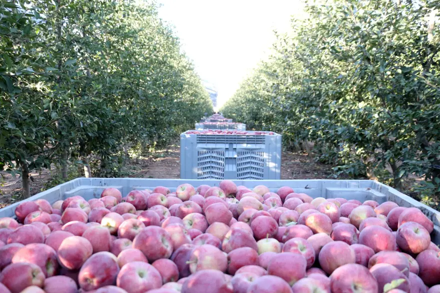 Üretici bu yıl zor sezon geçirdi: Rekolte beklentisi yüzde 40 azaldı 5