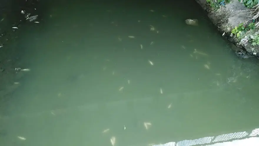 Alibeyköy Deresi'nde balık ölümleri 8