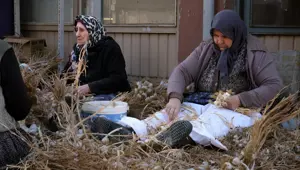 ''Beyaz altın'' olarak biliniyor: Hasat sonrası yoğun mesai