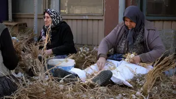 ''Beyaz altın'' olarak biliniyor: Hasat sonrası yoğun mesai