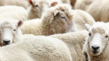 İçişleri'nden İBB'ye kurban kampanyası izni