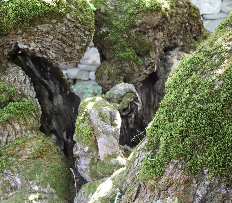 300 yıllık dut ağacında şaşırtan görüntü: Yere oturmuş ve başını eğmiş gibi 1