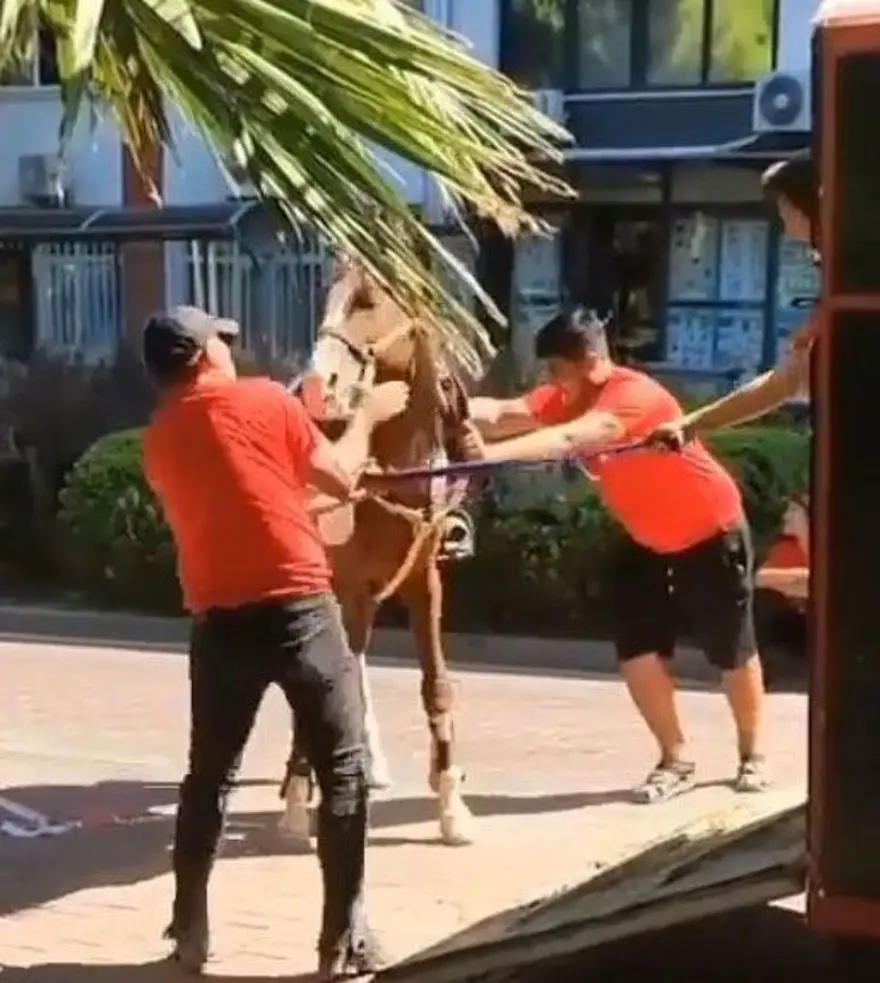 Atı tokatlayan süvariye para cezası 3