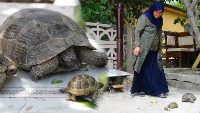 Kaplumbağa terbiyecisi Zekiye teyze: 1'i yavru 3 kaplumbağaya bakıyor