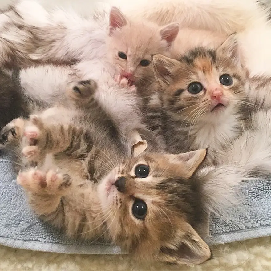 Hayatını kedileri kurtarmaya adadı 225