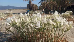 Pamucak’ın "beyaz gelinleri" olarak biliniyor! Koparmanın cezası 387 bin 141 TL