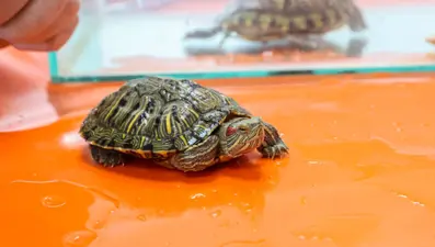 "İstilacı kaplumbağa" bırakıldığı sularda endemik türlerin varlığını tehdit ediyor