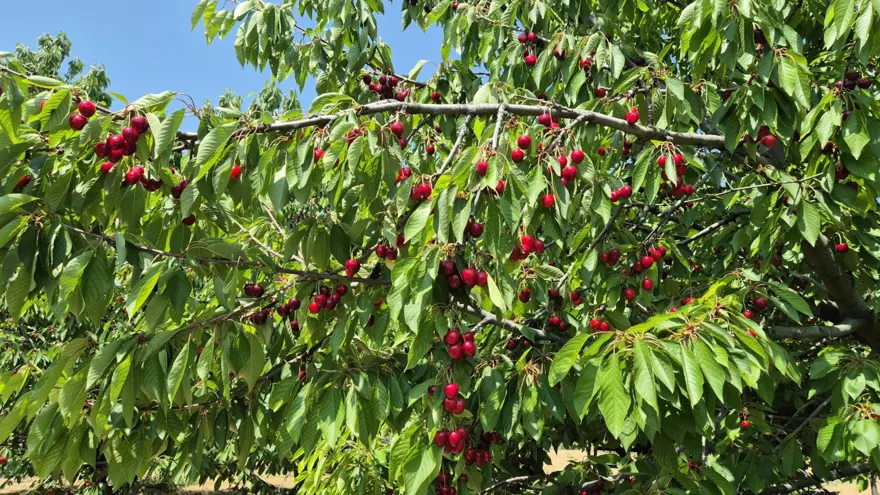 Tarlada fiyatı 250 TL: 3 bin ton hasat edildi 3 Tarlada fiyatı 250 TL: 3 bin ton hasat edildi 3