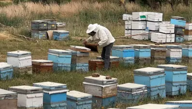 Cilo Dağı eteklerinde bal üretimi: Bu yıl 3 ton bekleniyor