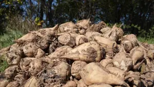 Bereketli topraklarda hasat başladı: 180 günde olgunlaşıyor