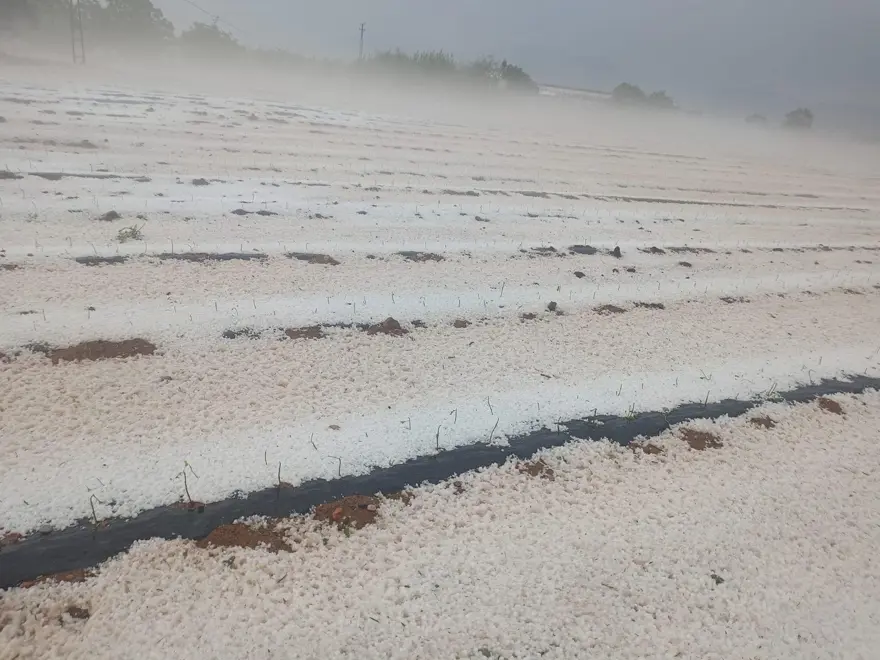 Dolu yağışı ekili arazileri beyaz örtüyle kapladı Dolu yağışı ekili arazileri beyaz örtüyle kapladı