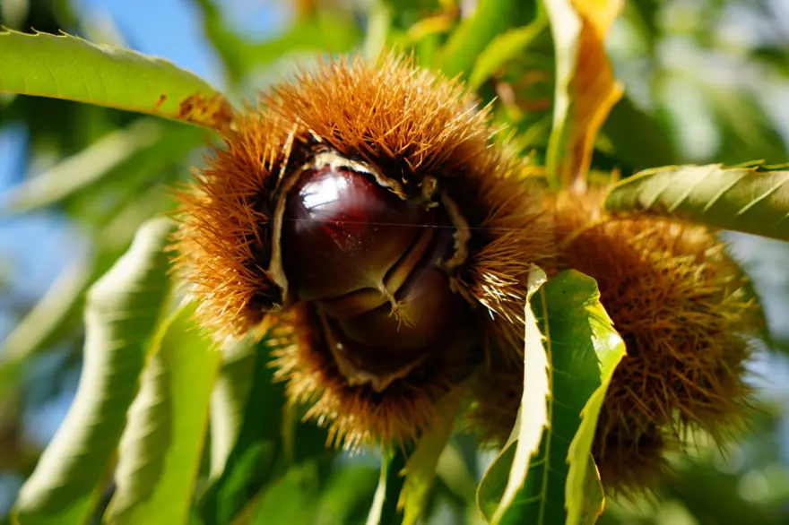 Hasat zamanı başladı: Gal arısı ve hastalıklara dayanıklı 7